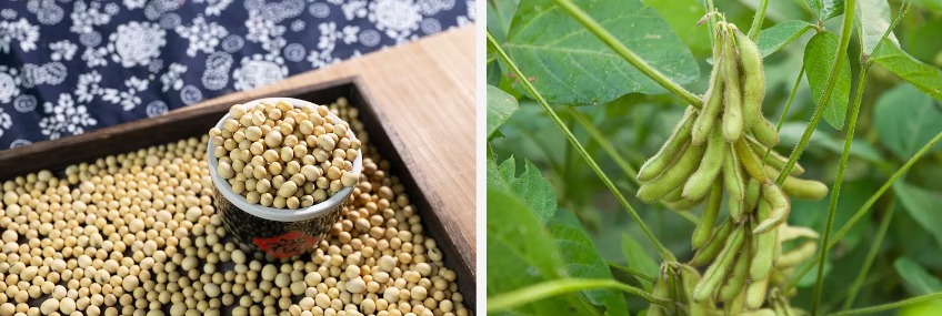 Soybean Lecithin Powder.jpg